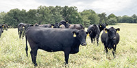 41 Angus & BMF Cows... Southwest MO