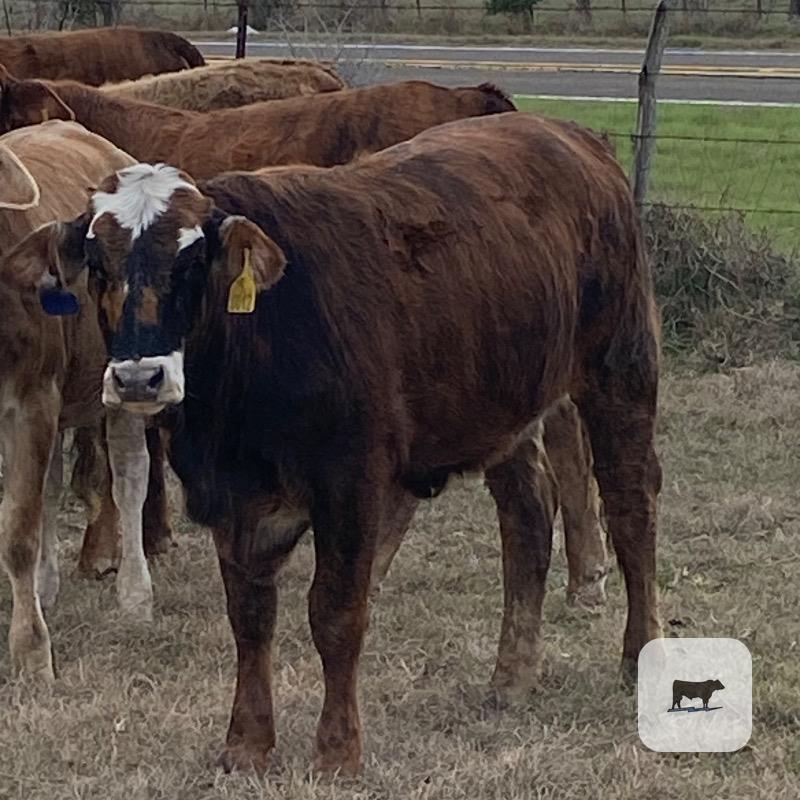 Cattle Range Listing Photo