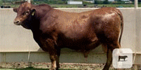 8 Beefmaster Bulls for Sale or Lease... Central TX