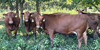 10 Red Angus & RWF Cows... Southwest MO