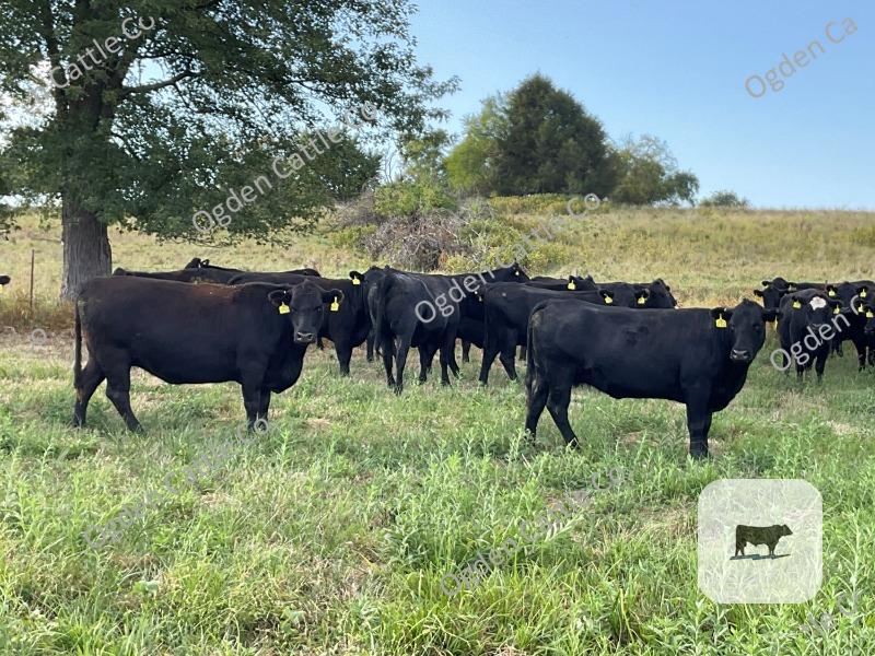 Cattle Range Listing Photo
