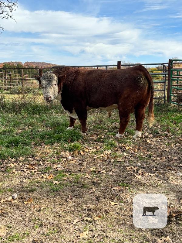 Cattle Range Listing Photo