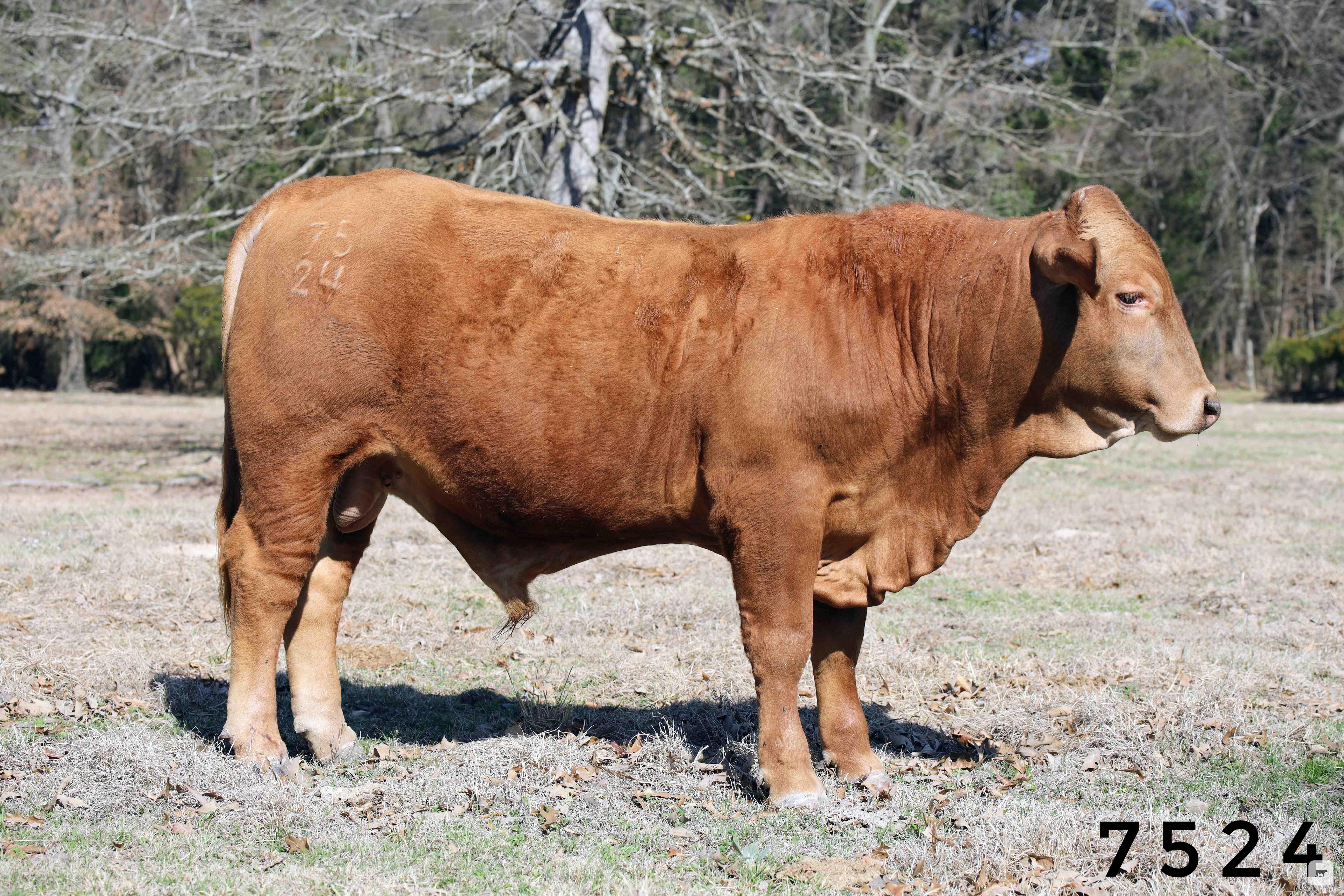 Cattle Range Listing Photo