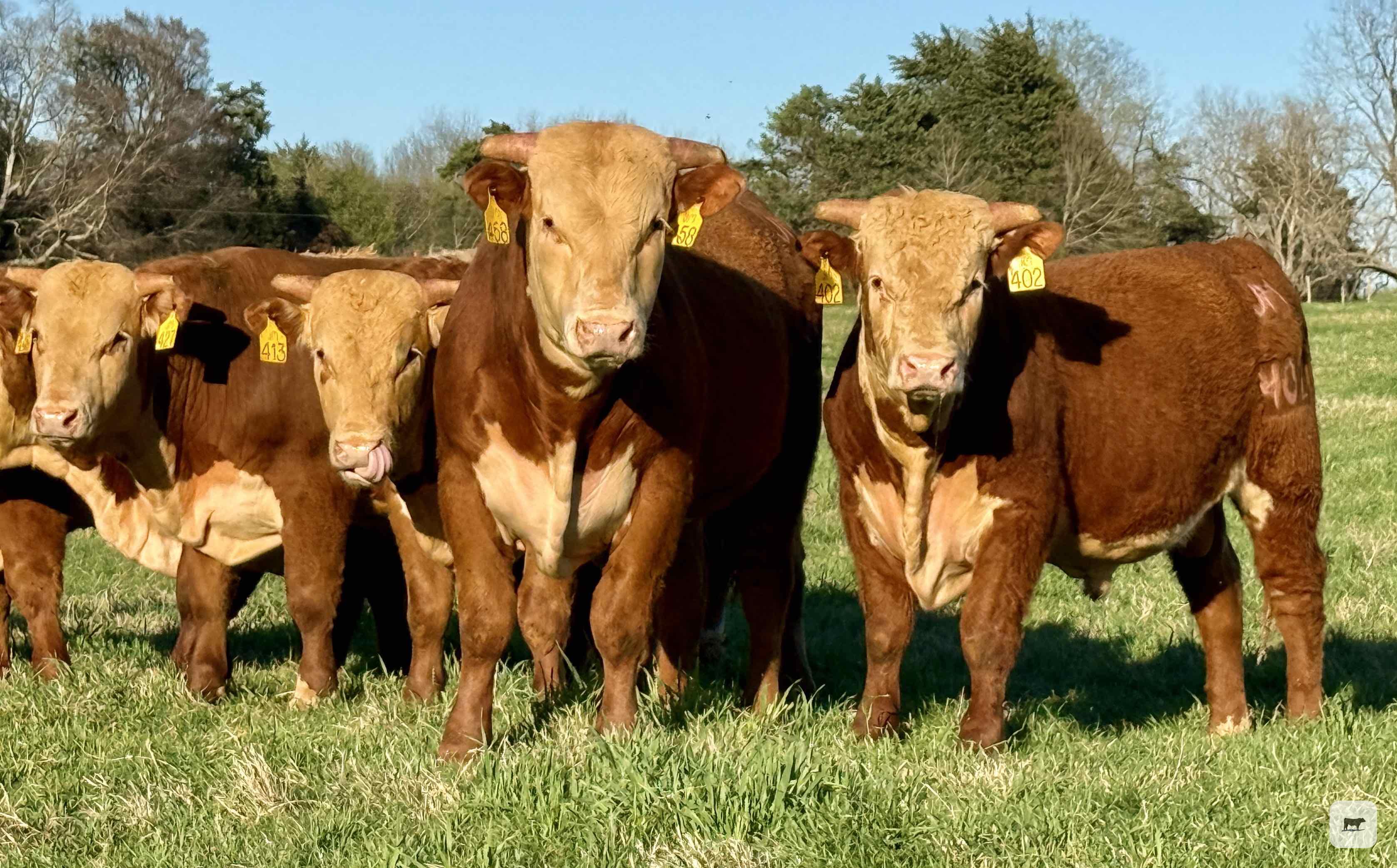 Cattle Range Listing Photo