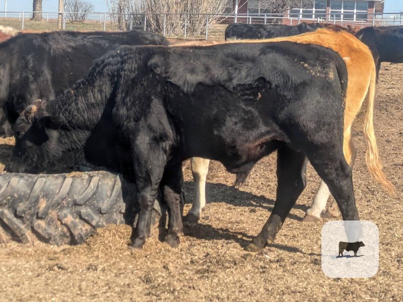 Cattle Range Listing Photo