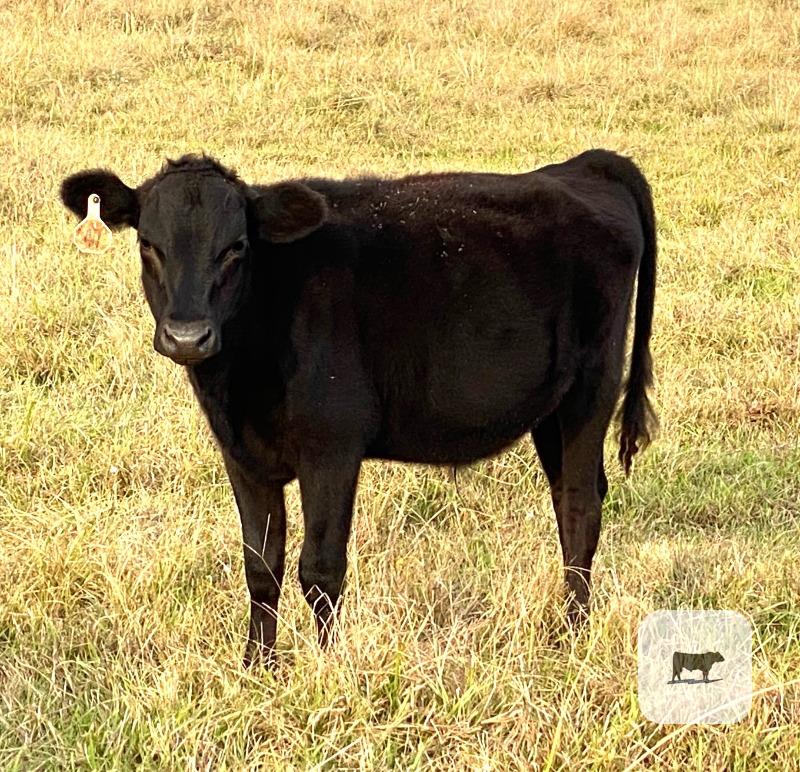 Cattle Range Listing Photo