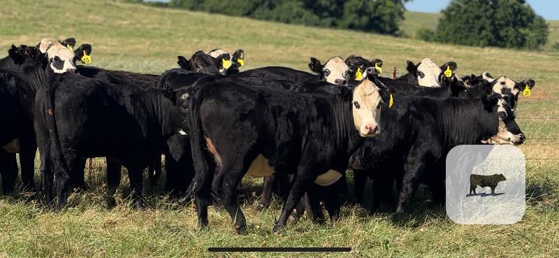 Cattle Range Listing Photo