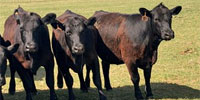 24 Angus Bred Heifers... Southwest OK ~ BVD-PI Neg.