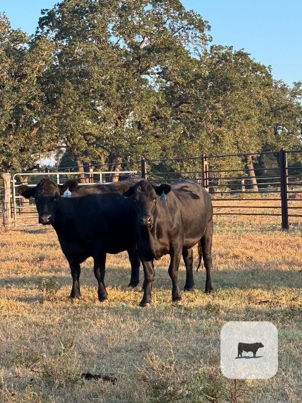 Cattle Range Listing Photo