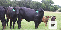 3 Brangus 1st-Calf Pairs... Central TX