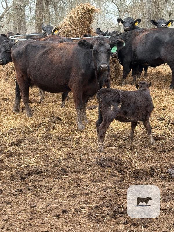 Cattle Range Listing Photo