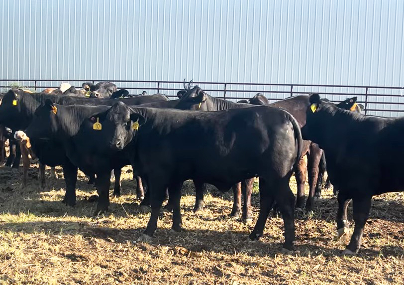 Cattle Range Listing Photo