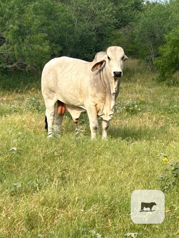 Cattle Range Listing Photo