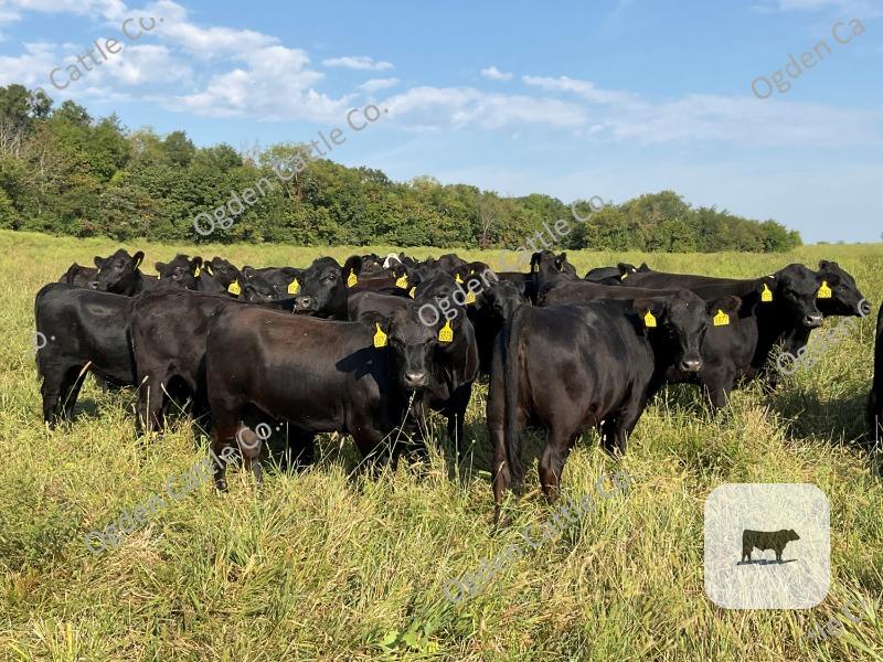 Cattle Range Listing Photo