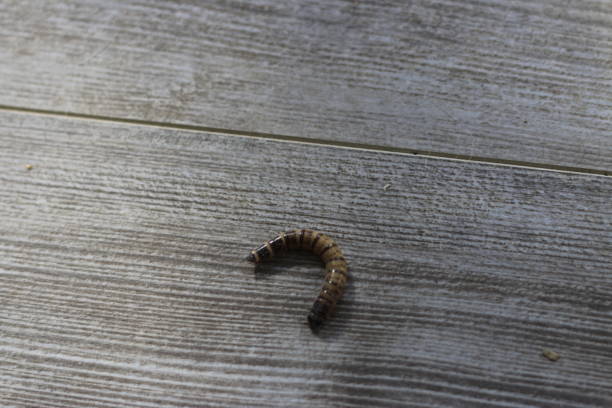 Major New World Screwworm Announcement Expected on Friday