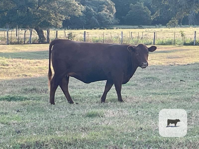 Cattle Range Listing Photo