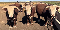 10 Horned Hereford Bulls... TX Panhandle