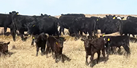 75 Angus & BWF 1st-Calf Pairs... Southwest KS