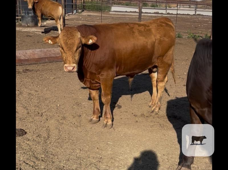 Cattle Range Listing Photo