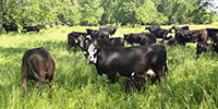 35 Angus & BWF Pairs... SW Missouri