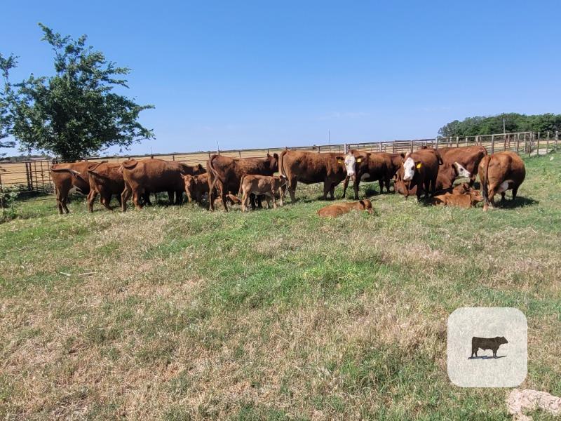 Cattle Range Listing Photo