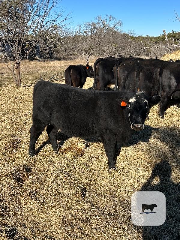 Cattle Range Listing Photo