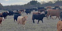 100 Angus, Angus Cross & Charolais Pairs... Central TX