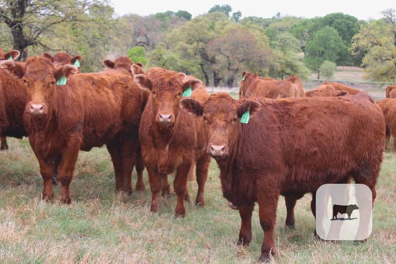 Cattle Range Listing Photo