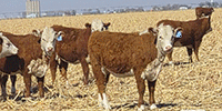 104	Hereford Rep. Heifers... TX Panhandle