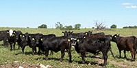 55 Angus & BWF Bred Heifers... Southwest MO