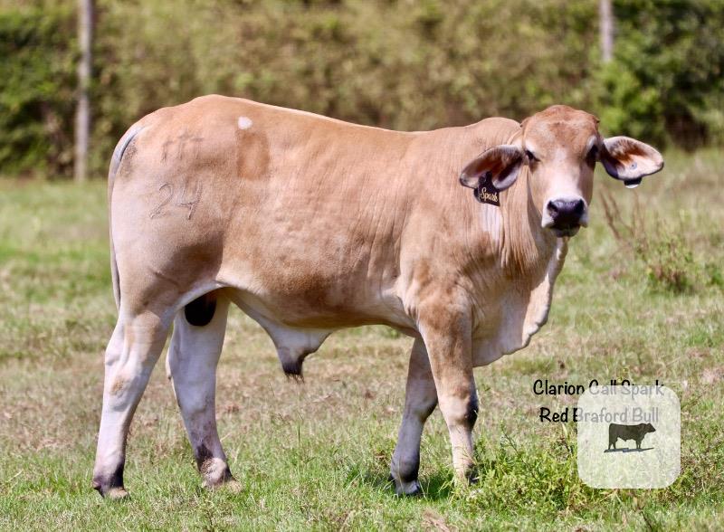 Cattle Range Listing Photo