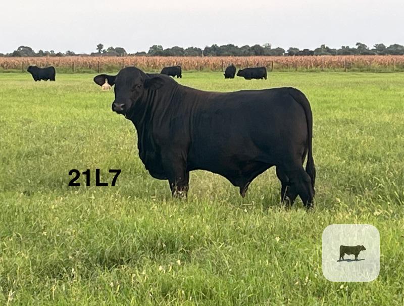 Cattle Range Listing Photo