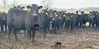 85 Angus & Black Baldy Rep. Heifers... Southwest MO