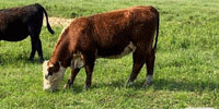 1 Reg. Polled Hereford Bred Heifer... Southeast TX
