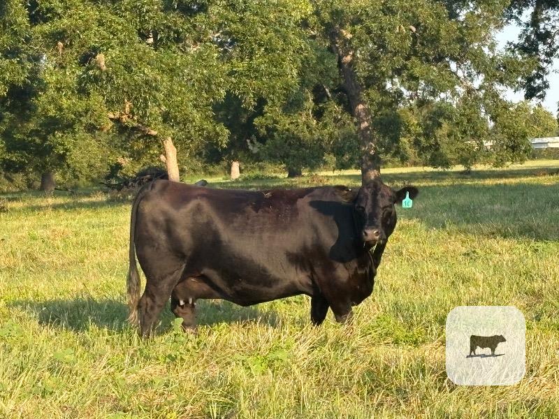 Cattle Range Listing Photo
