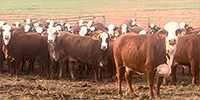 76 F1 Braford/Tigerstripe Cows... Northeast OK