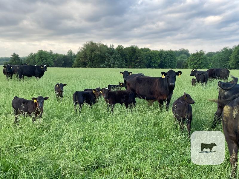 Cattle Range Listing Photo