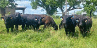 9 Angus Bulls... Northeast AR