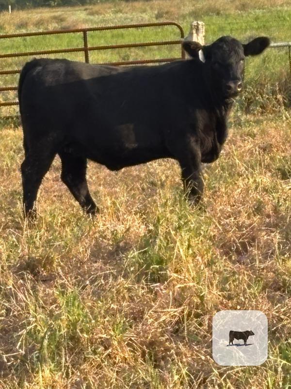 Cattle Range Listing Photo