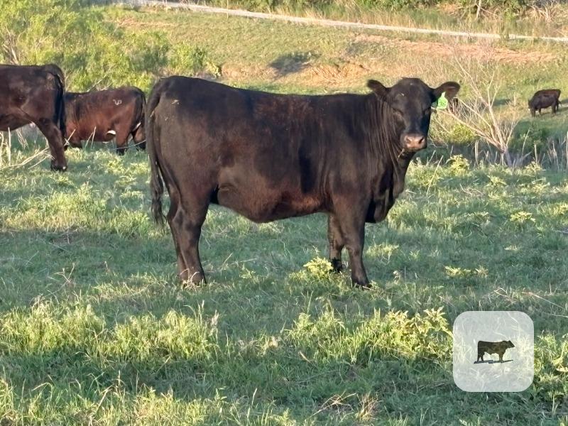 Cattle Range Listing Photo