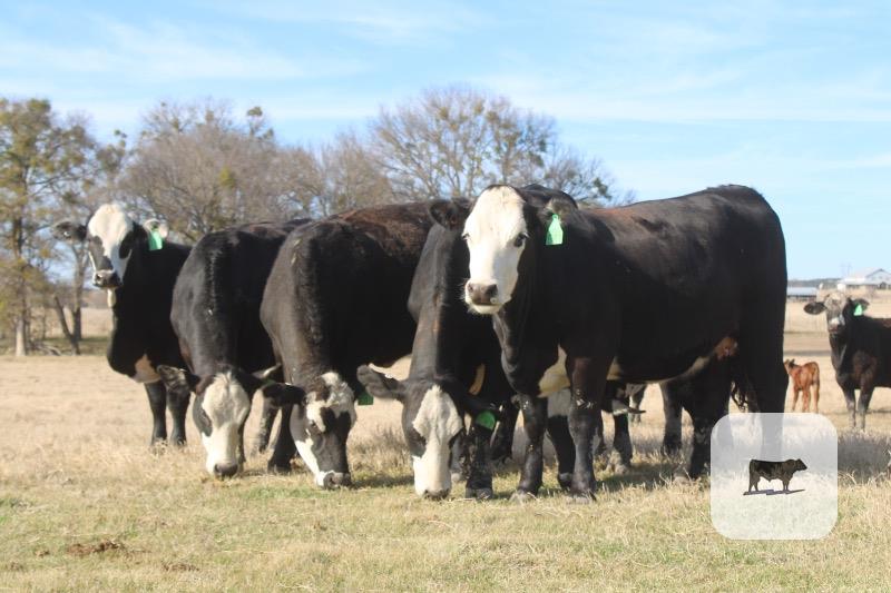 Cattle Range Listing Photo