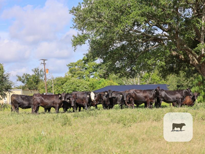 Cattle Range Listing Photo