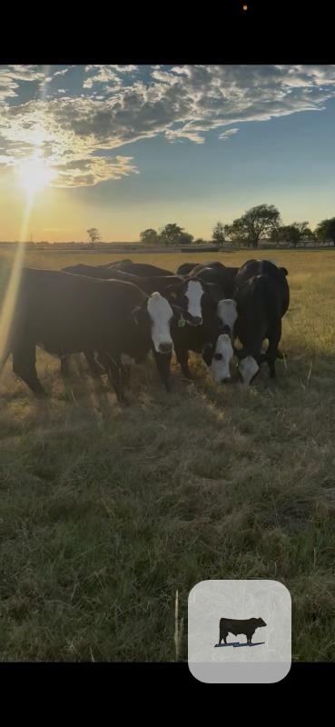 Cattle Range Listing Photo 5