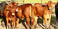 30 Beefmaster, Santa Gertrudis, & Crossbred Rep. Heifers... Central TX