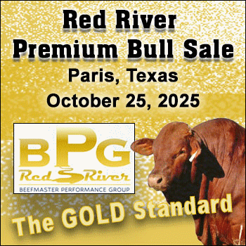 Red River Beefmaster Premium Bull Sale