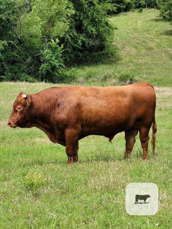 Cattle Range Listing Photo