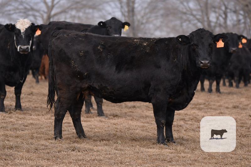 Cattle Range Listing Photo