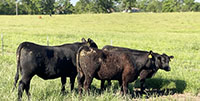 7 Angus Cross Bred Heifers... Southwest MO