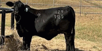 3 Reg. Brangus Rep. Heifers... Central TX