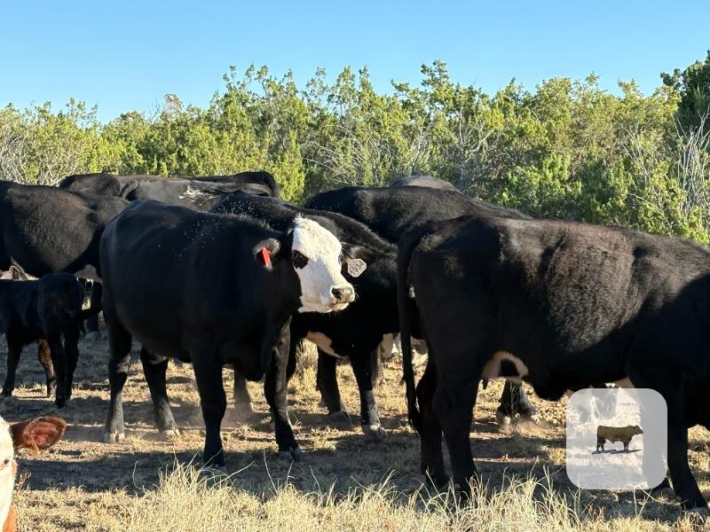 Cattle Range Listing Photo